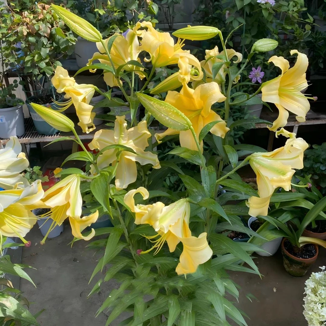 皇帝 20/22（1球）单瓣香水百合