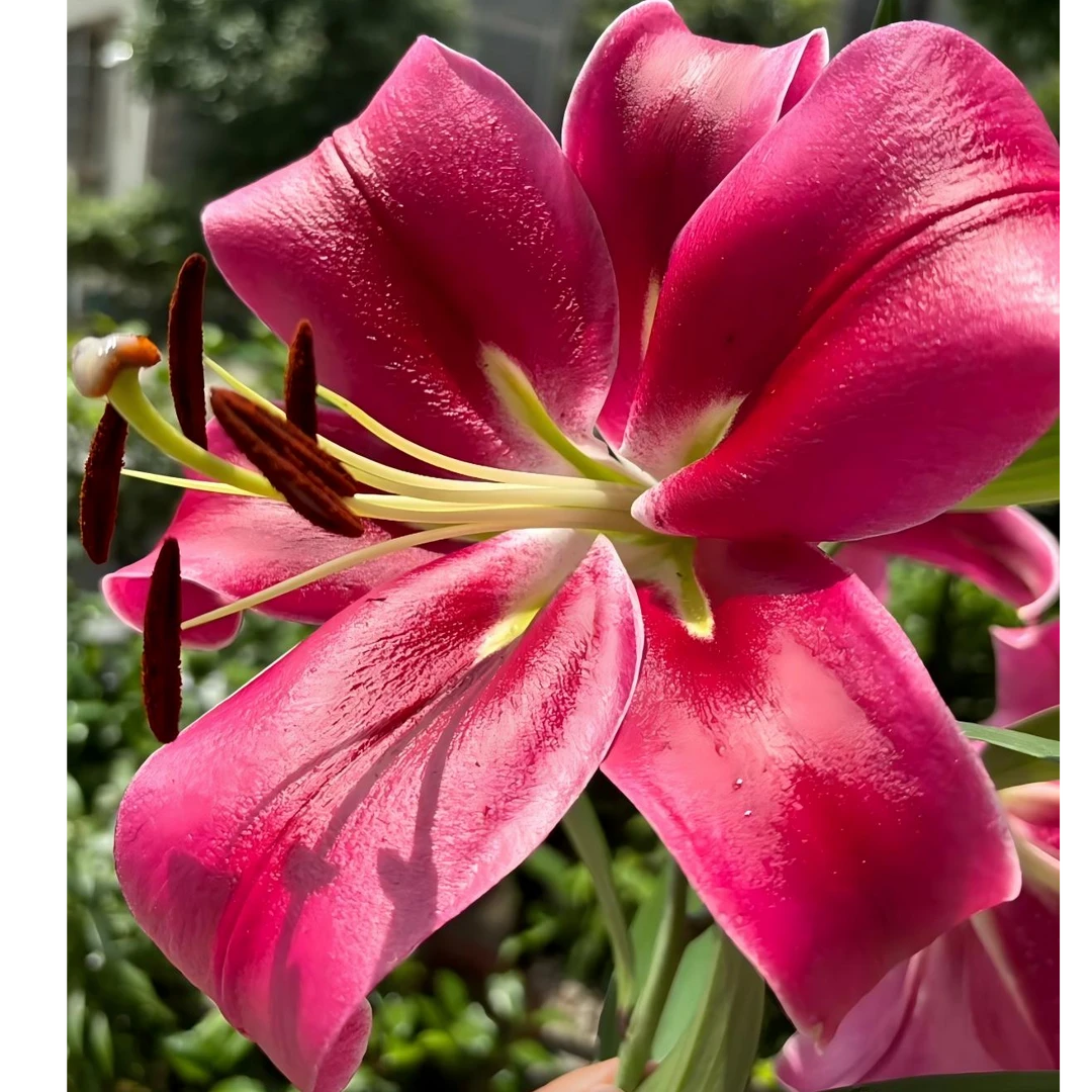 中国红 14/16（1球）单瓣香水百合