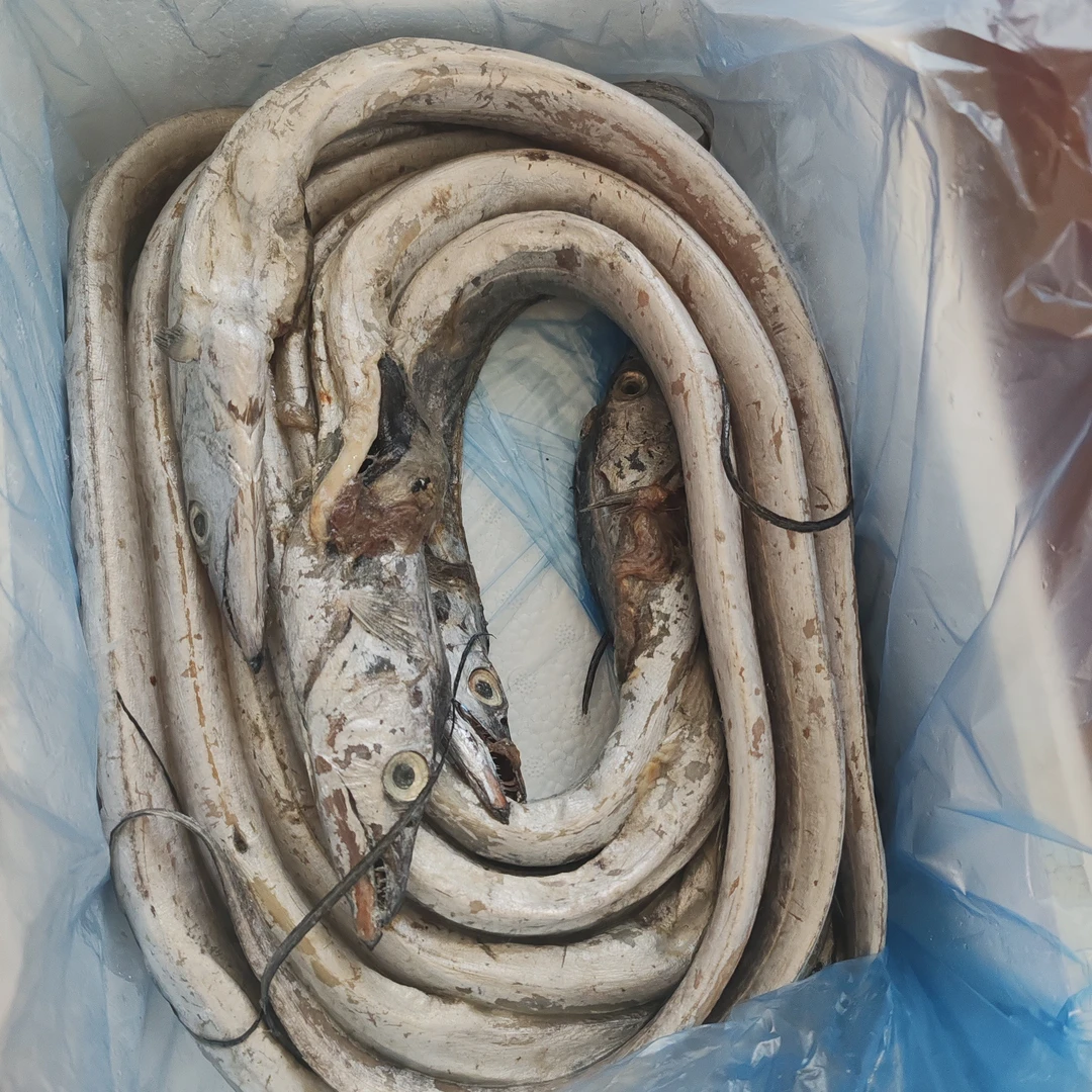 大连本地小眼油带10条以内 破肚子 冷冻发货 介意勿拍 4斤福利