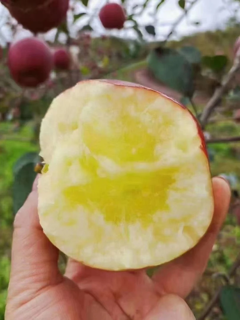 云南昭通冰糖心苹果试吃装小果