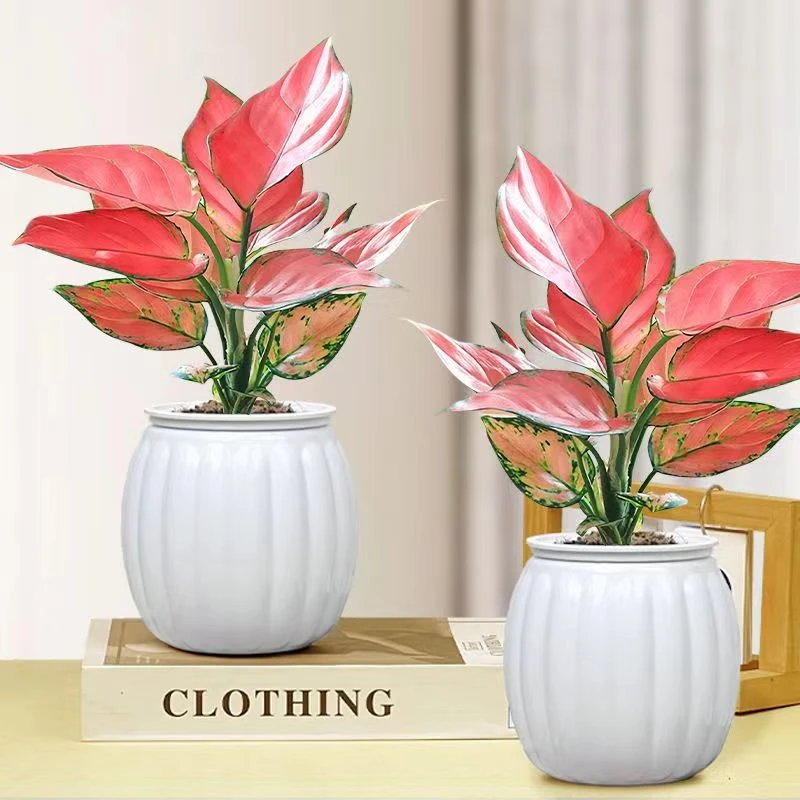 吉利红盆栽室内桌面办公室鲜活植物净化空气吸甲醛吊兰