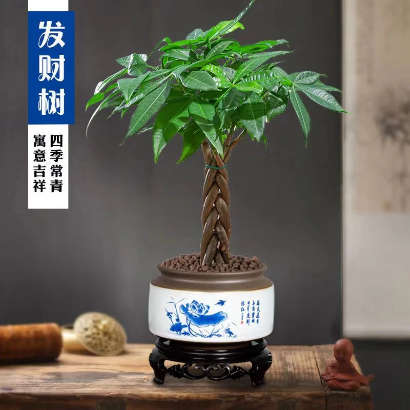 辫子发财树盆栽桌面美观造型盆景室内办公室吸甲醛植物客厅绿植