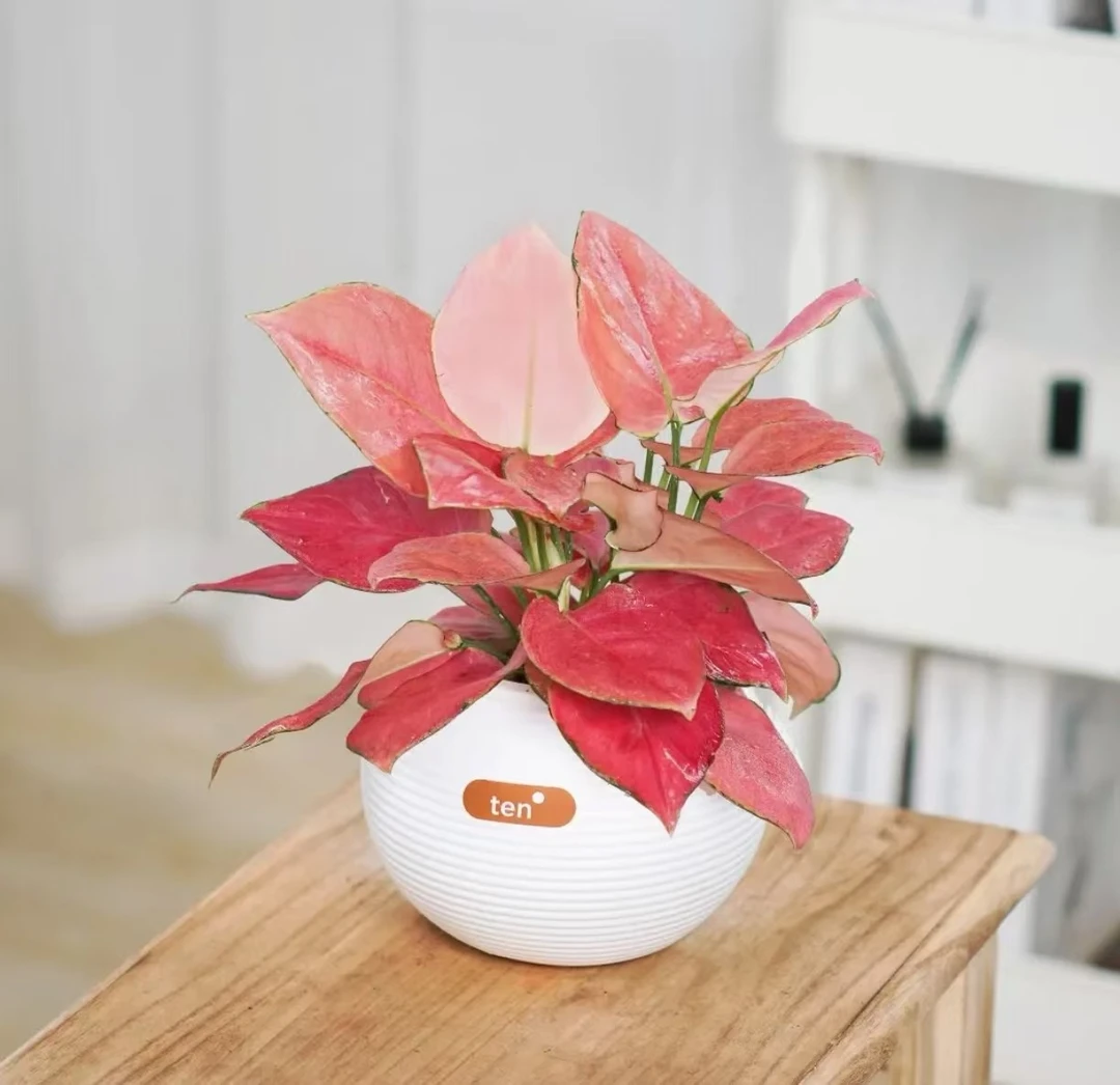 吉利红盆栽室内桌面办公室鲜活植物净化空气吸甲醛吊兰