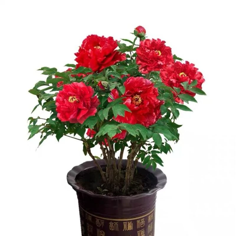 【红牡丹】正宗洛阳牡丹花带花苞货国色天香花开富贵易养护非常耐寒