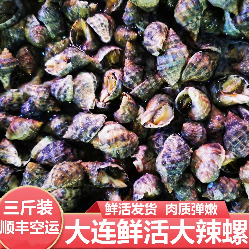 大连海鲜新鲜鲜活海螺盘螺偏腚螺辣螺3斤装辽宁省内顺丰包邮发货