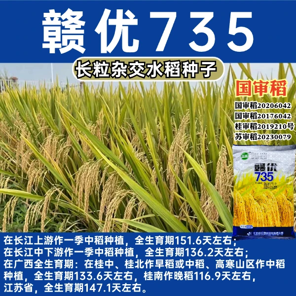 赣优735水稻种子杂交长粒香稻种子谷种长粒型饭好吃水稻种子