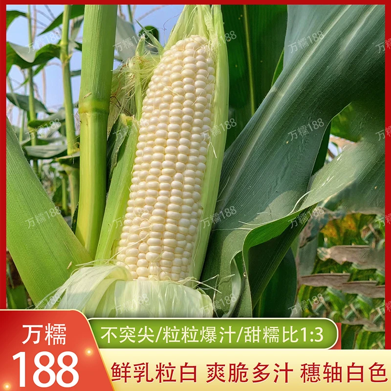 万糯188白甜糯玉米种子高产抗病优质杂交苞谷种夏季鲜食玉米种籽
