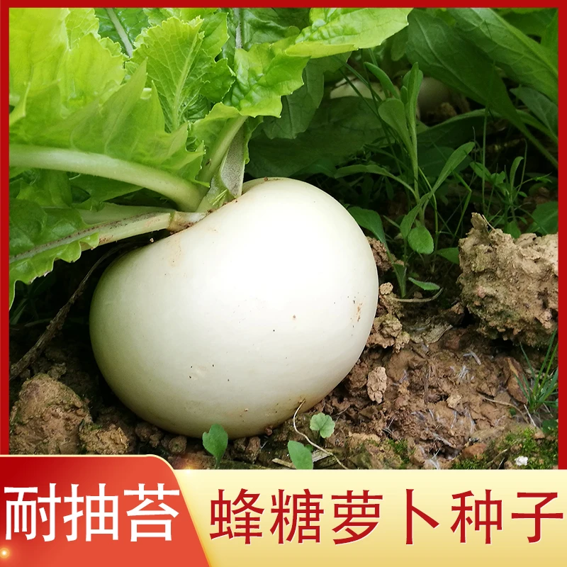 耐抽薹蜂糖圆白萝卜种子不易老不空心秋季种植蔬菜种籽萝卜籽种