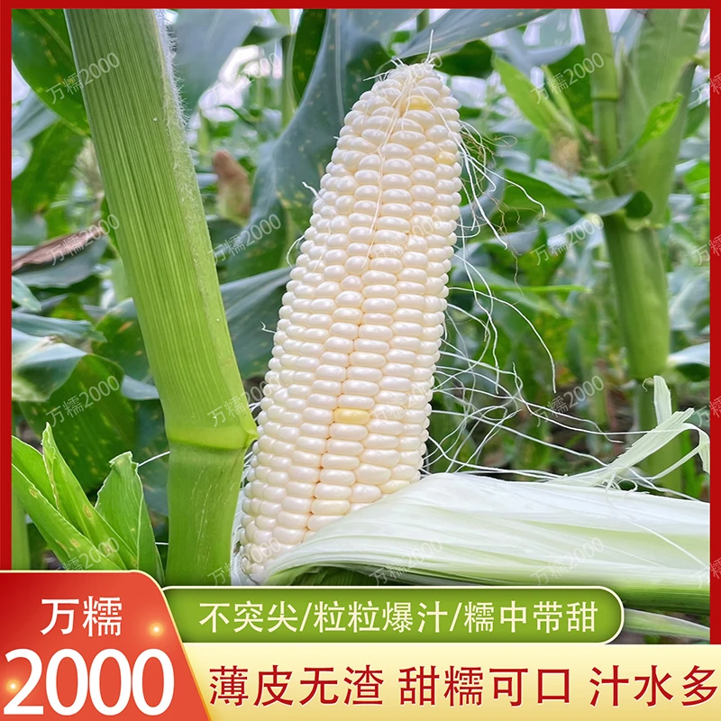 万糯2000玉米种子抗病高产鲜食白甜糯玉米种子春季播种苞谷种籽