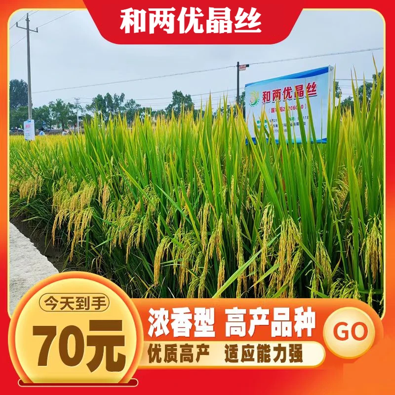 和两优晶丝水稻种子杂交长粒型米质优饭好吃