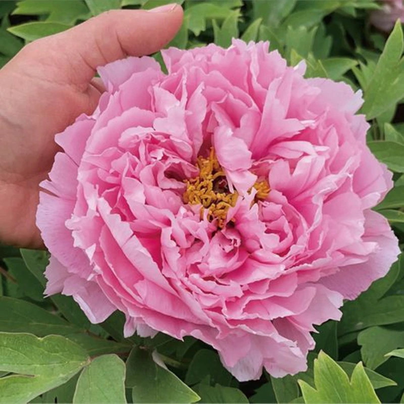 (肉芙蓉)洛阳牡丹花苗洛阳直发一物一拍