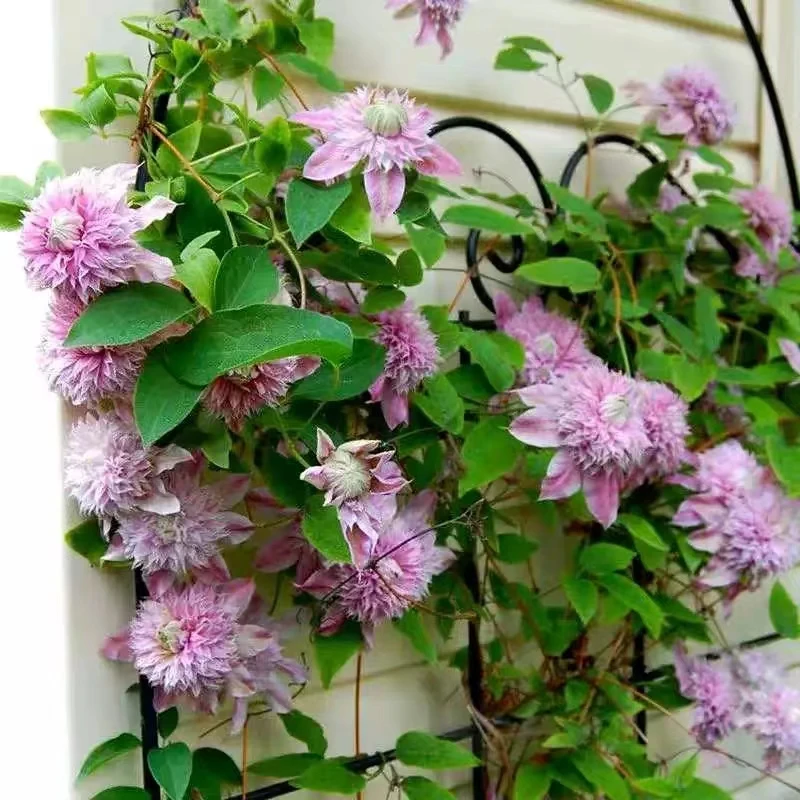 约瑟芬（几率针瓣）早花系2类轻剪 铁线莲 地载爬藤藤本花卉（2季花）