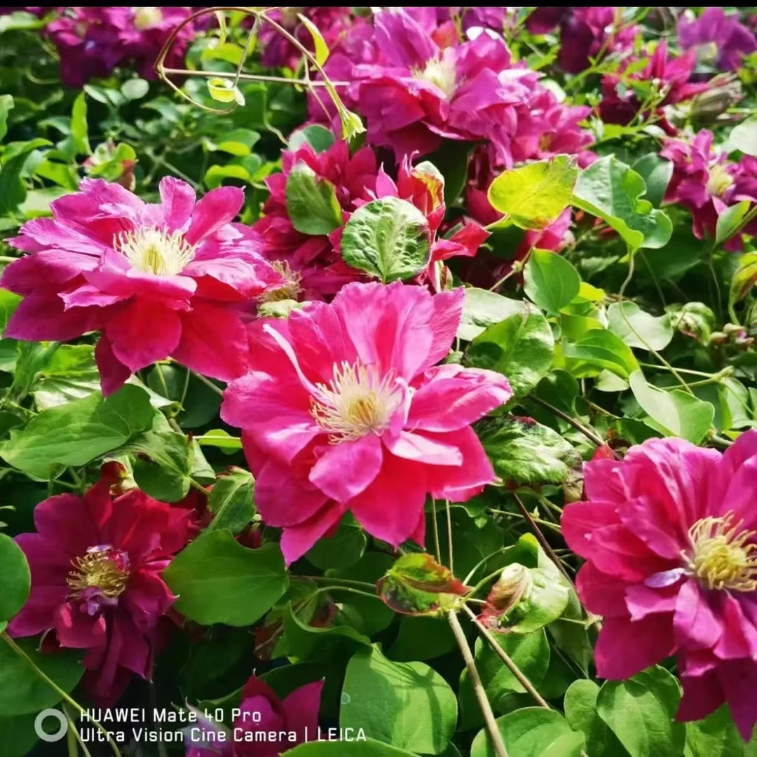 红富士  早花系2类轻剪 铁线莲 地载爬藤藤本花卉（2季花）