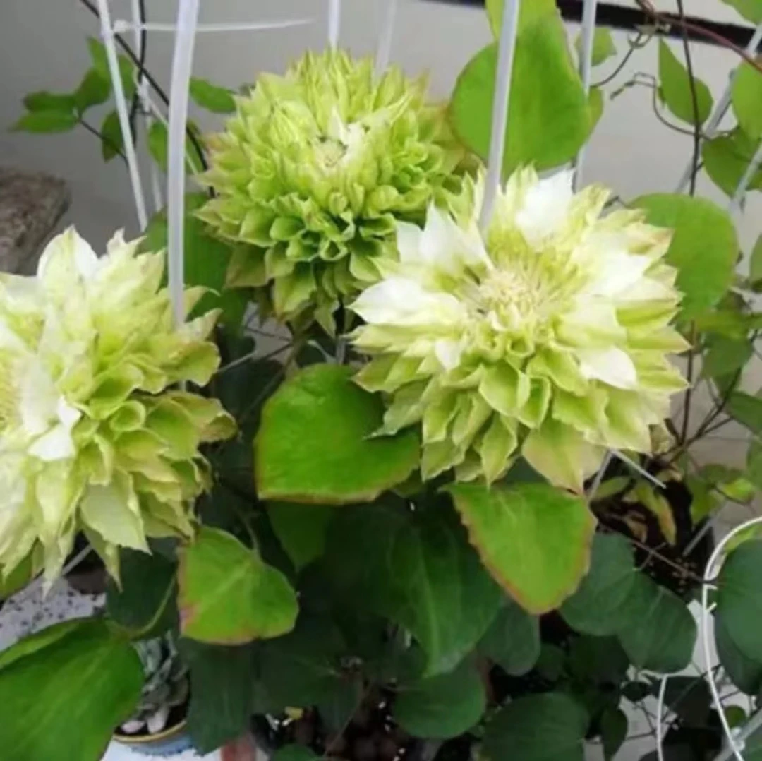 美登丽   早花系2类轻剪 铁线莲 地载盆栽爬藤藤本花卉（2季花）