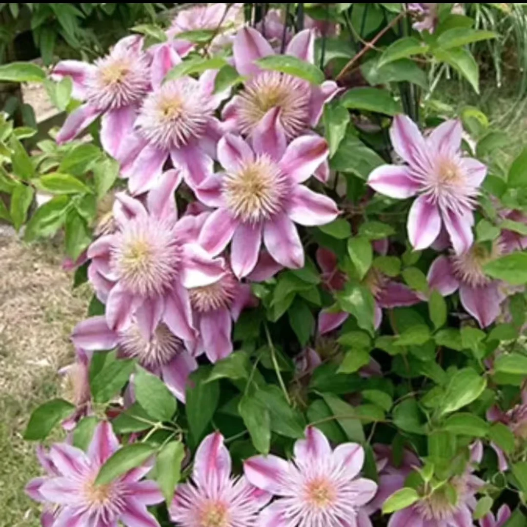 皇后   早花系2类轻剪 铁线莲 地栽盆栽爬藤藤本花卉（2季花）