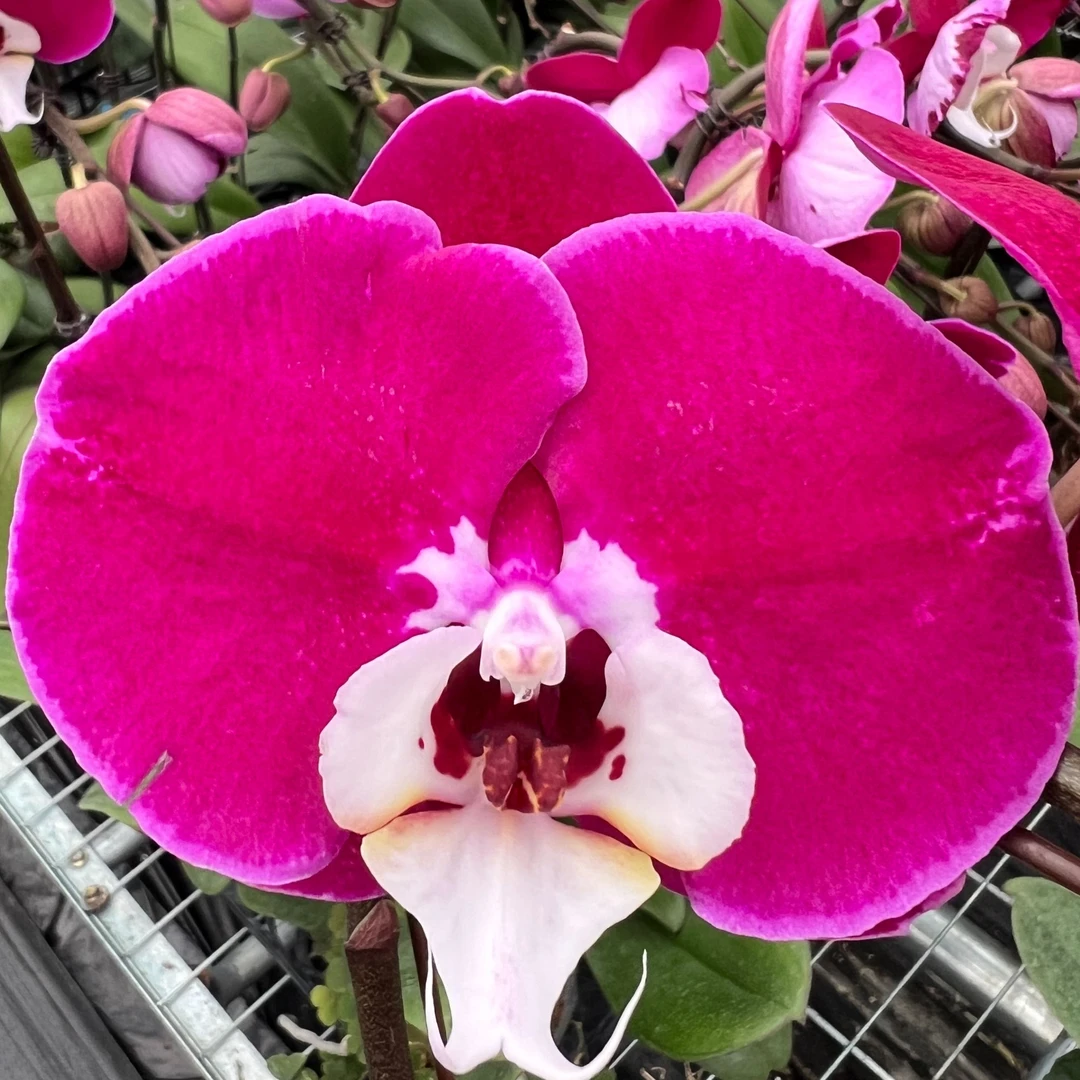 【米歇尔】 蝴蝶兰花 美丽端庄优雅 易养耐看 室内绿植