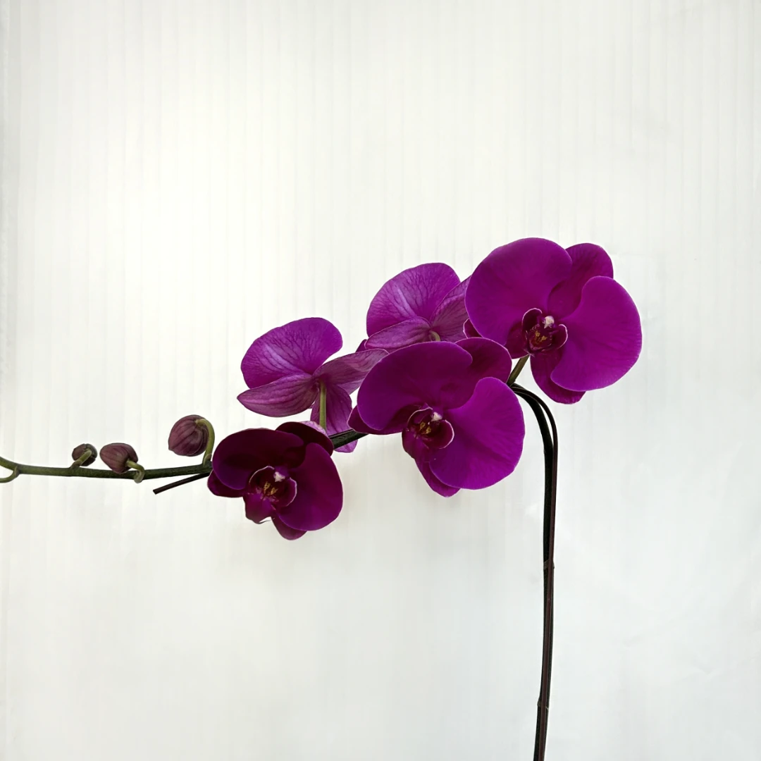 【大辣椒蝴蝶兰】紫红色品种特性叶片轻微开裂 花瓣高级 高贵新手