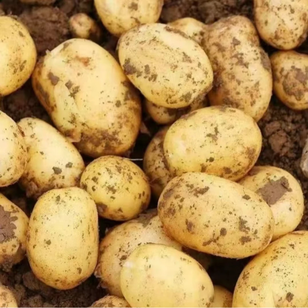 2025东北家乡的土豆尤金土豆黄心土豆马铃薯现挖精选农家自种