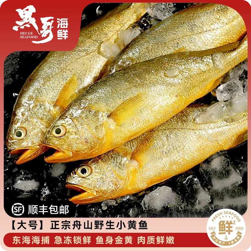 【黑哥海鲜】【大号】正宗舟山野生黄鱼黄花鱼深海捕捞新鲜8-10/斤