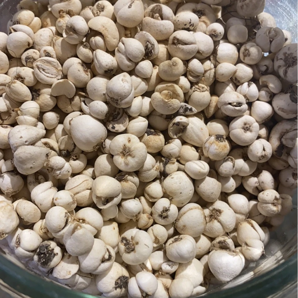 甘孜州高原正宗川贝母2025年当季新货50g