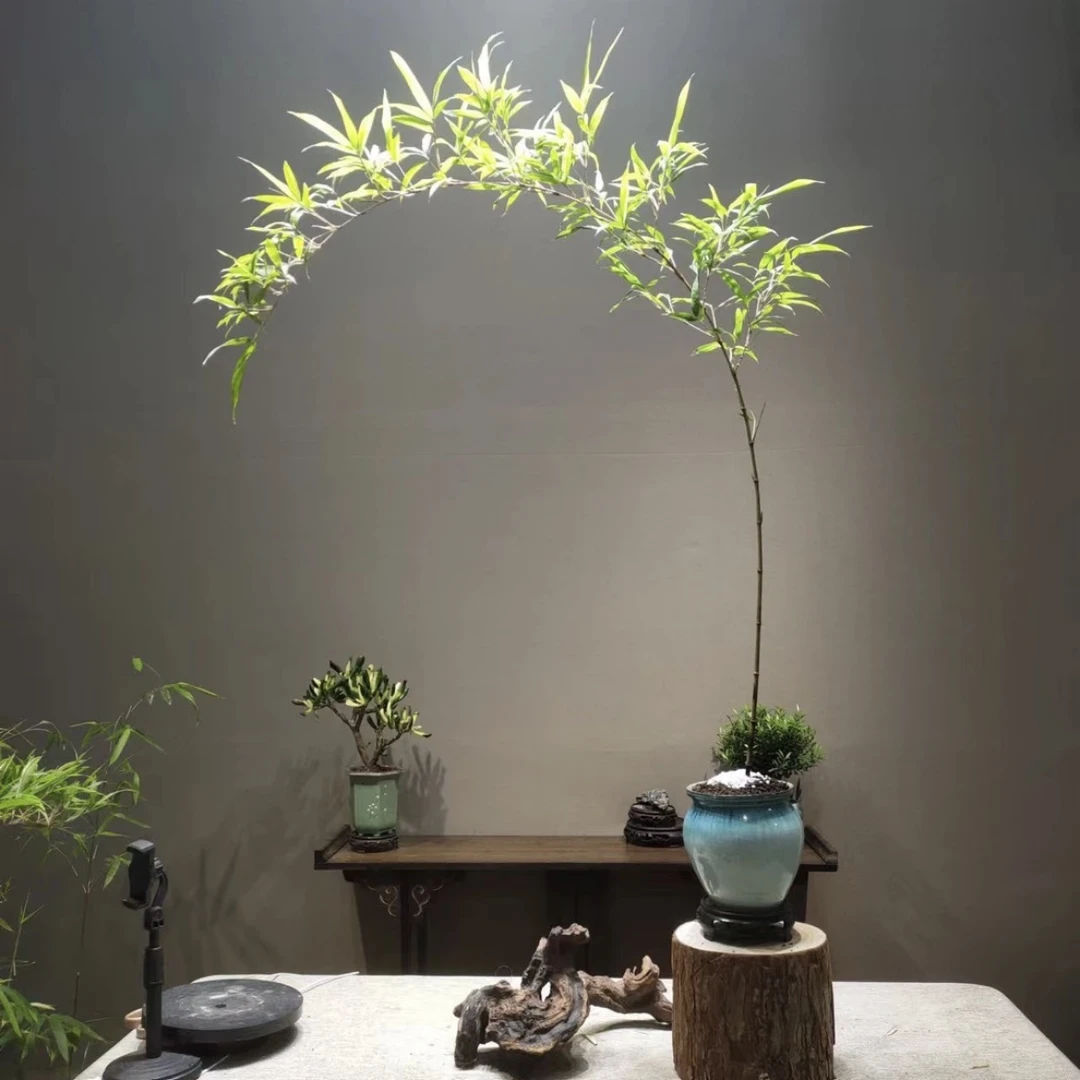 一物一拍红观音竹红寒紫寒飘枝意境室内观赏竹