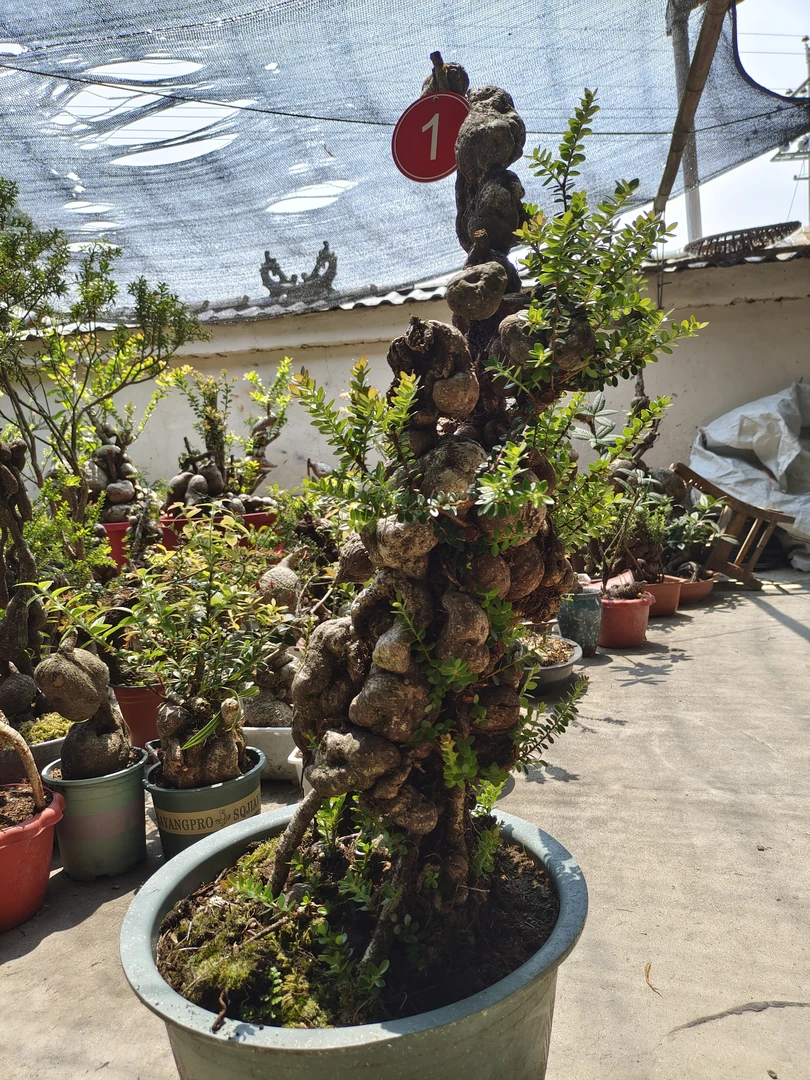 树萝卜、五翅莓盆景