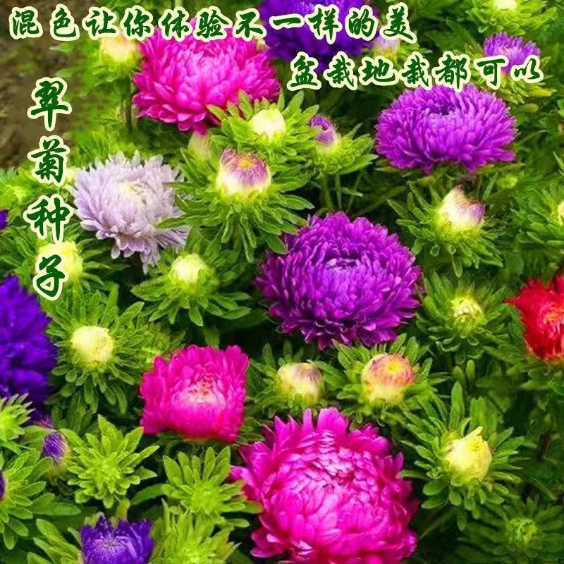 矮生大花翠菊种子菊花种籽庭院阳台盆栽易活室外花种籽子