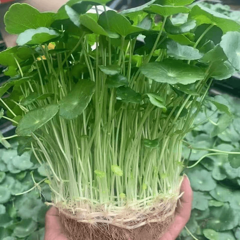 铜钱草种子金钱草种籽水培土培种子均可种植盆栽庭院