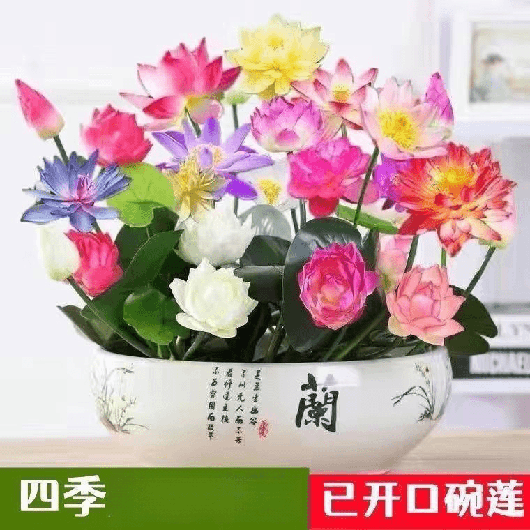 碗莲种四季开花水培水养绿植睡莲荷花无土盆栽花卉