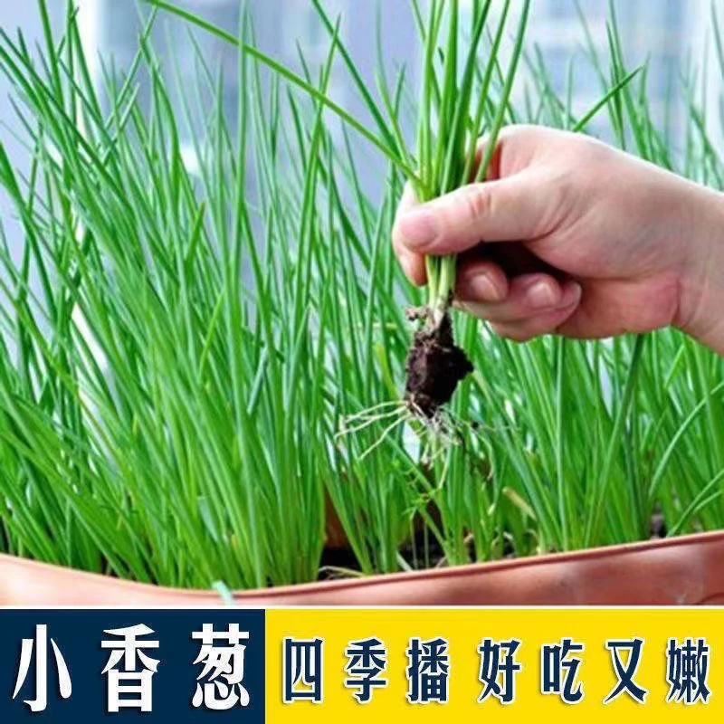 小香葱种四季种小葱阳台室内盆栽葱种家庭菜种活庭院