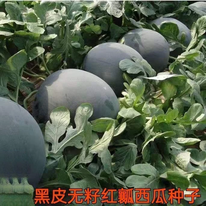 甜无籽西瓜种子黑皮薄皮红心大西瓜种籽蔬菜水果种孑四季