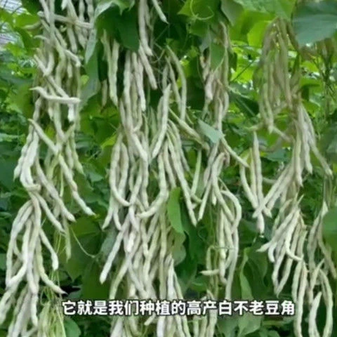 级九粒白芸豆种子白不老豆角种子四季菜种子老来少豆籽早熟