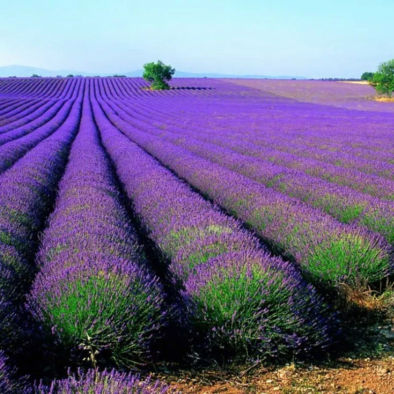 浓香驱蚊虫薰衣草花籽耐寒耐旱香草花卉种孑花种籽子四季易活庭院