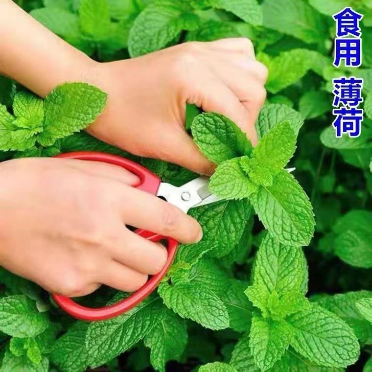 食用薄荷种子驱蚊草阳台庭院室内花盆种植花卉香草植物花卉庭院