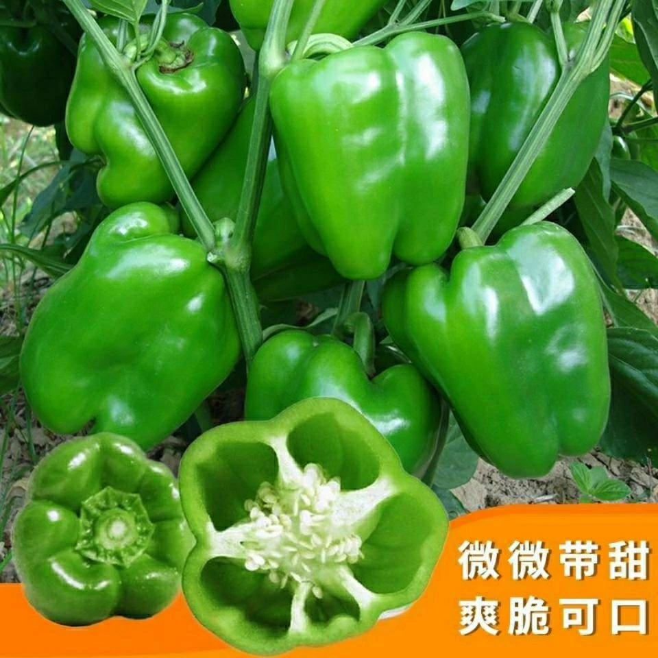 大甜椒种子青椒种籽灯笼椒四季播阳台盆栽农家庭院辣椒种子