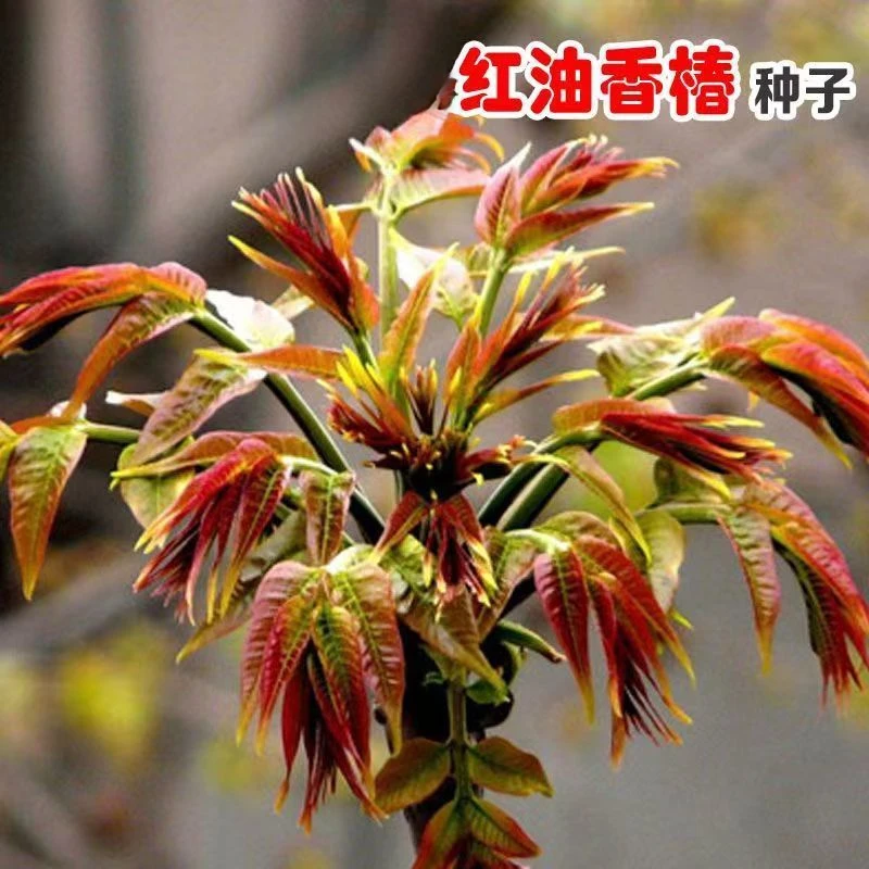 红油香椿种子四季阳台盆栽芽苗菜香椿芽蔬菜种子菜籽庭院