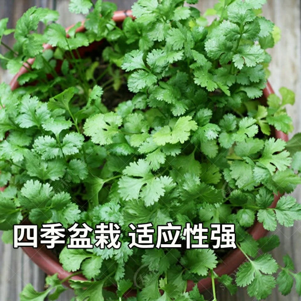 香菜种子浓香大叶香菜种子香菜种子四季香菜种子