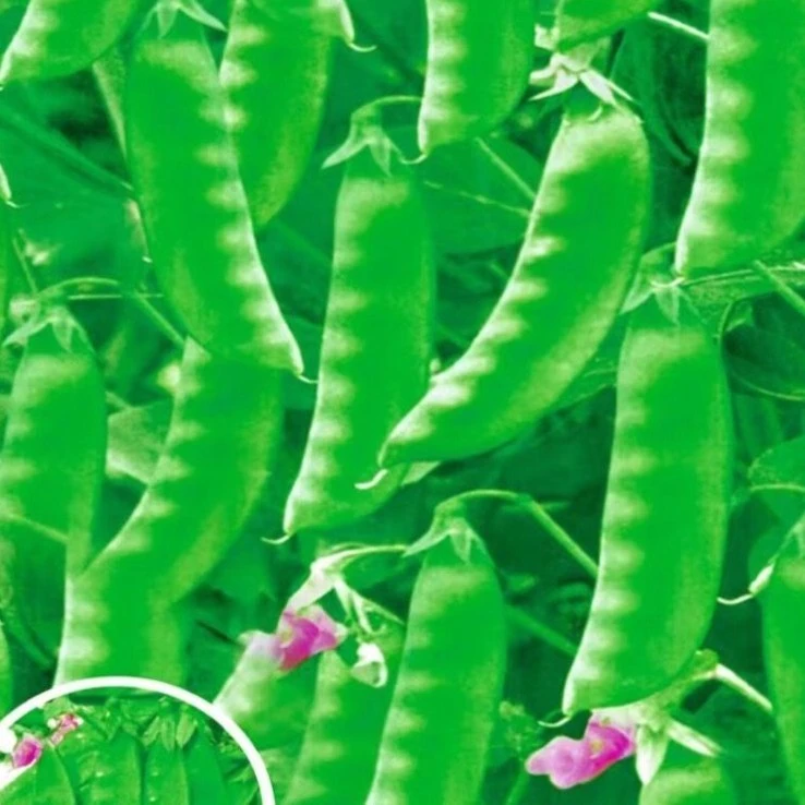 软荚荷兰豆种子春夏秋四季播种大荚菜豆豌豆豆角种籽农家蔬菜种籽