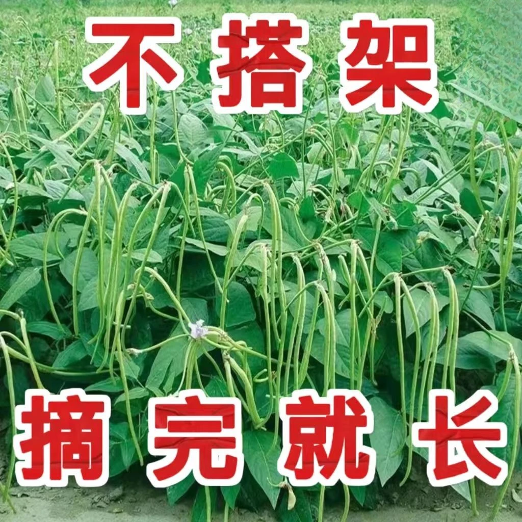 摘不败无架长豆角种子不用搭架子的长豆角蔬菜种籽四季播种长豇豆
