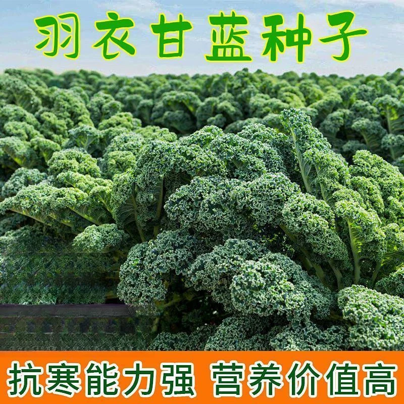 羽衣甘蓝种子羽叶甘蓝种子阳台盆栽大田易种四季可播耐寒蔬菜种籽