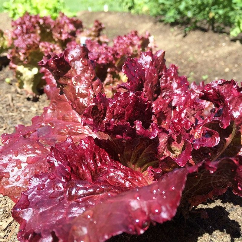 生菜种子种子红叶紫叶奶油罗马阳台四季盆栽紫色蔬菜孑籽种菜籽紫