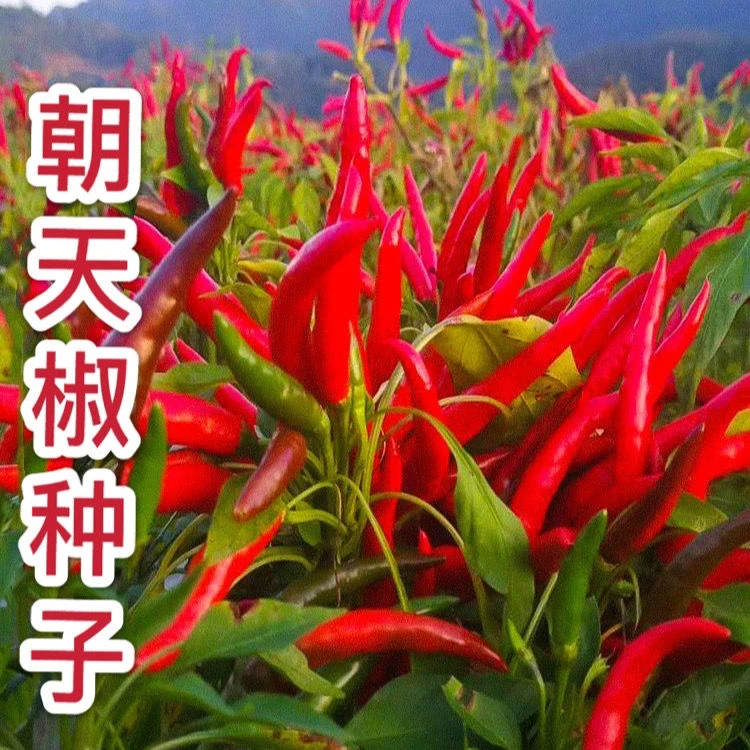 【朝天椒种子】小米辣种籽早熟四季阳台盆栽庭院大棚蔬菜种子