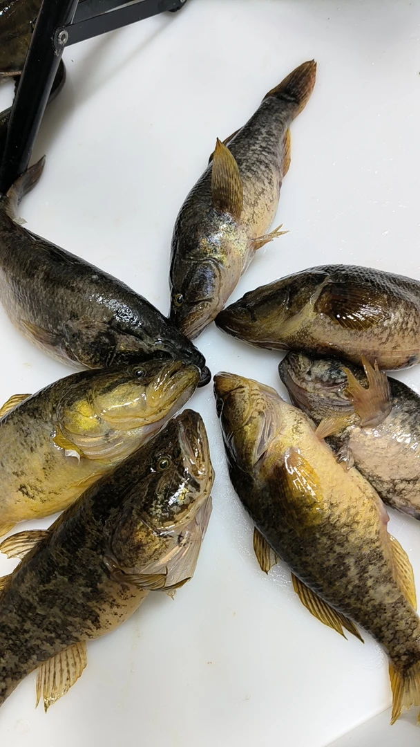野生大老头，发货后概不退货，没想好的慎拍