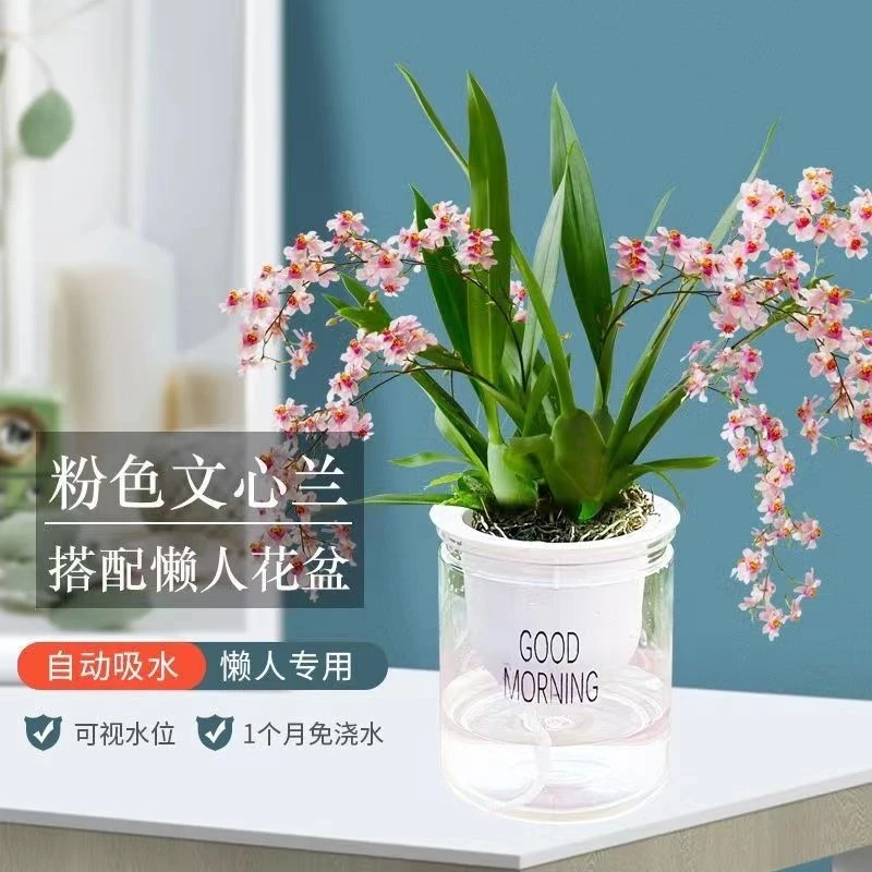 带花苞梦香文心兰多色水养浓香型水培水养四季开花送懒人盆绿植花