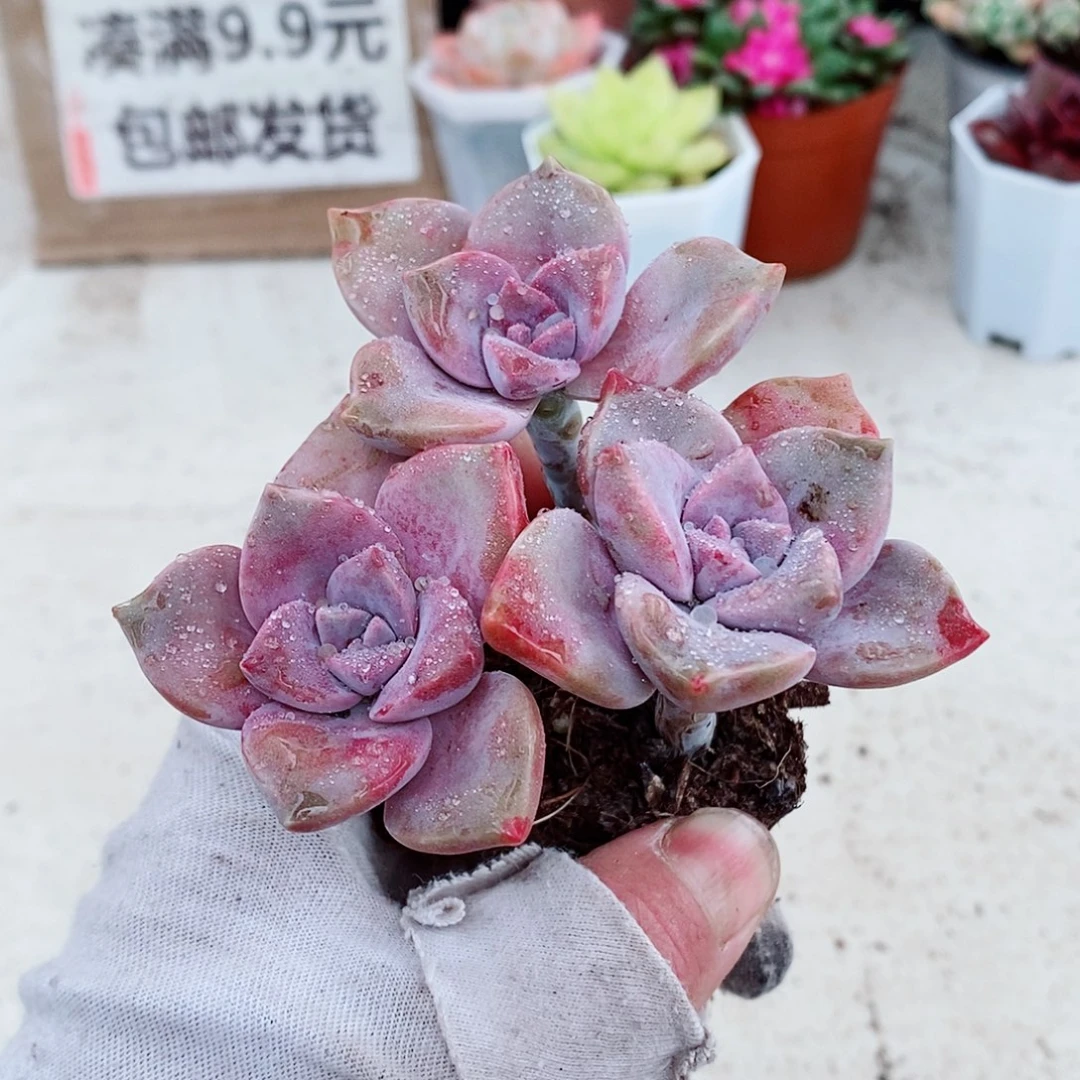 多肉植物紫乐室内组合小花卉盆栽好养绿植多头群生特价清仓包邮