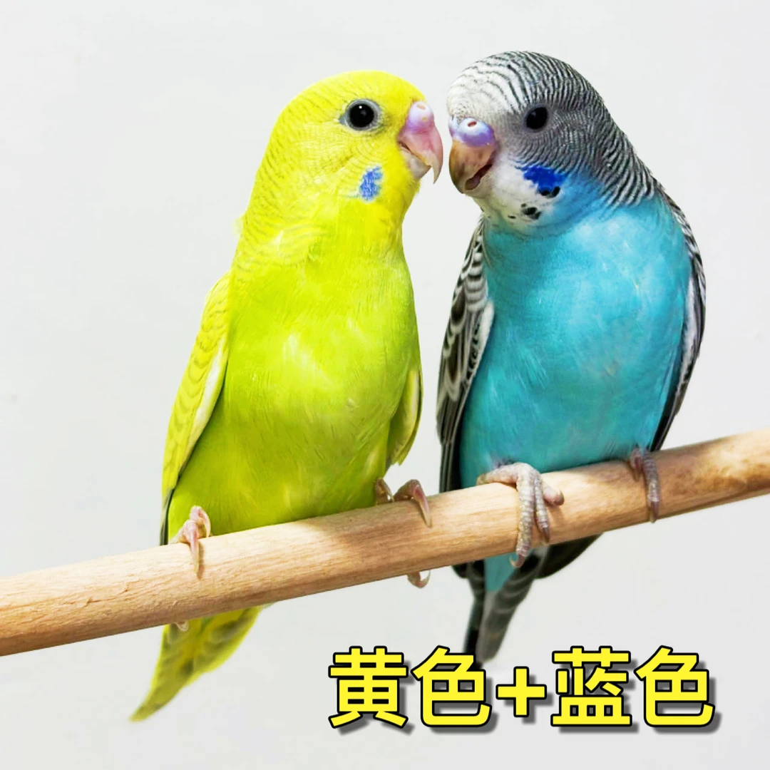手玩鹦鹉活体 宠物鸟观赏鸟鹦鹉活体