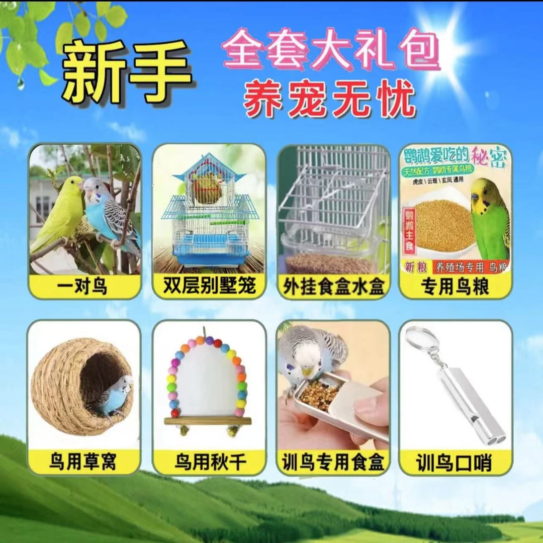 手玩虎皮鹦鹉新手大礼包【虎皮2只+加厚鸟笼+鸟窝+鸟粮+玩具】