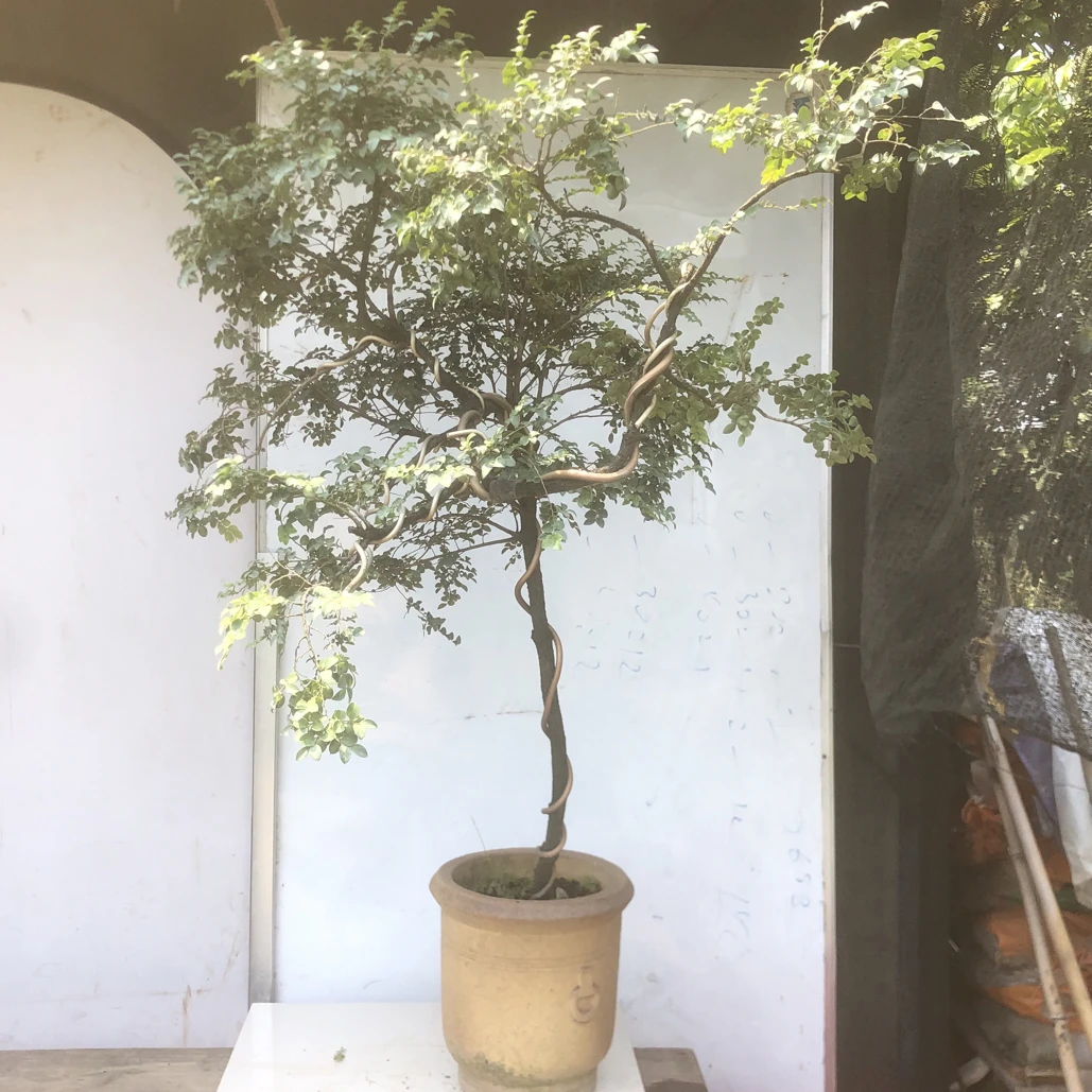 大临水飘崖式细叶紫檀盆景造型