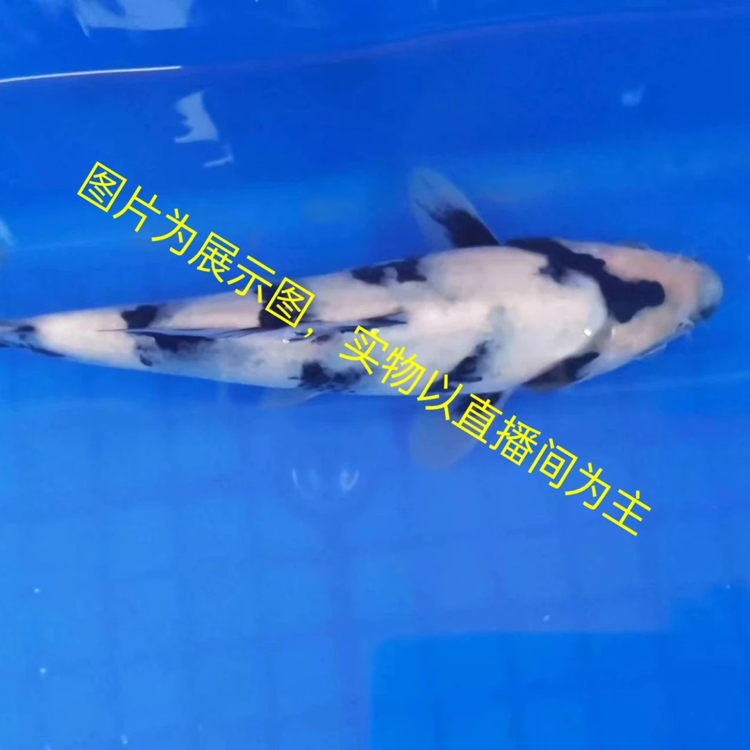 徐州大正昭和单顶锦泓锦鲤观赏鱼(2000)