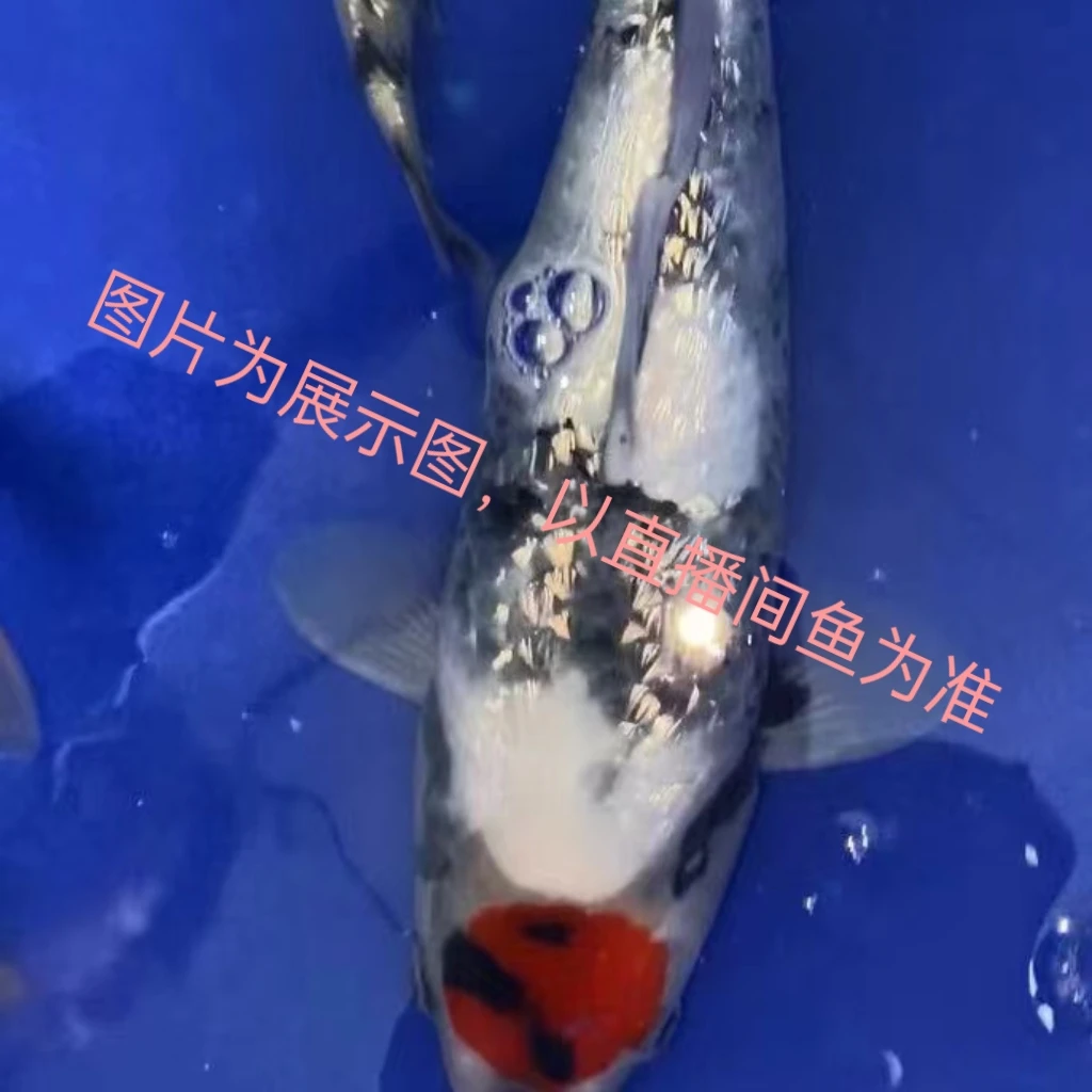 徐州锦泓血统锦鲤昭和白写单顶观赏鱼(1号)